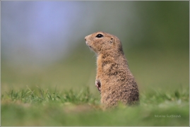 <p>SYSEL OBECNÝ (Spermophilus citellus) /European ground squirrel - Europäischer Ziesel/</p>